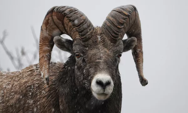 RAM