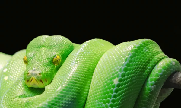 pythonEntrada.jpeg